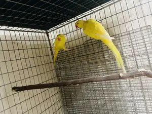 Lutino Ringneck Breeding Pair