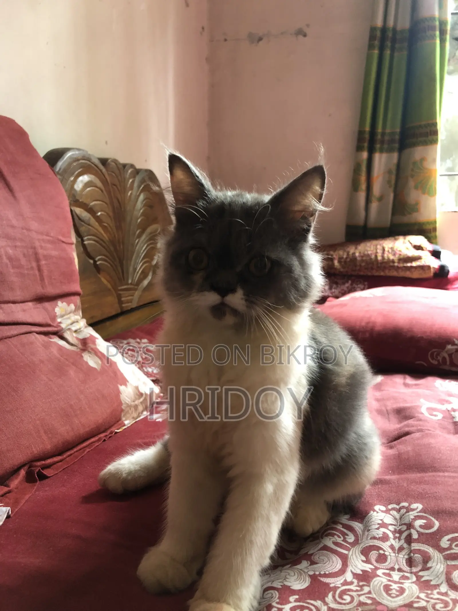 1-3 Months Female Purebred Persian