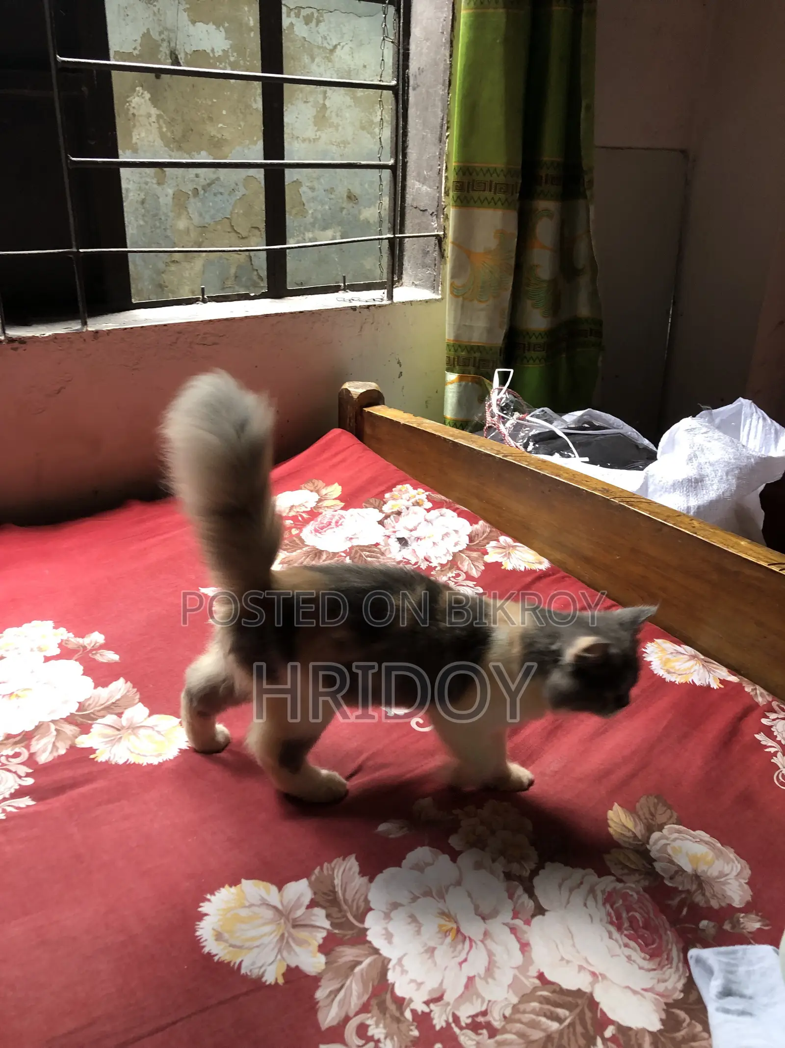 1-3 Months Female Purebred Persian