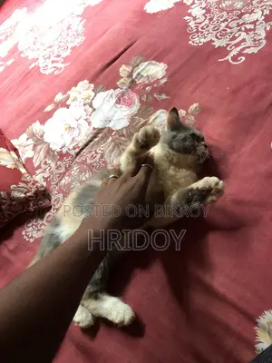 1-3 Months Female Purebred Persian