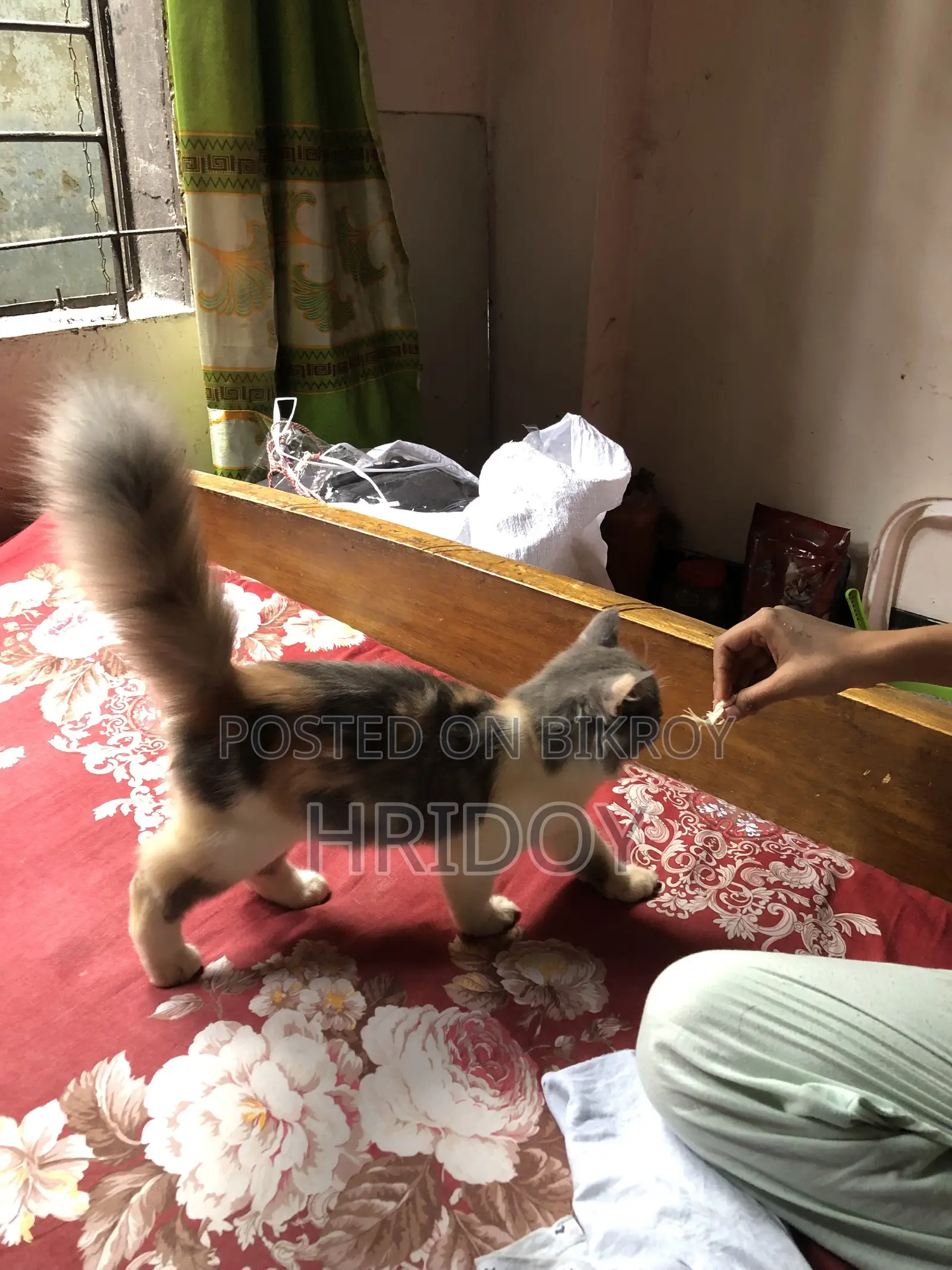 1-3 Months Female Purebred Persian