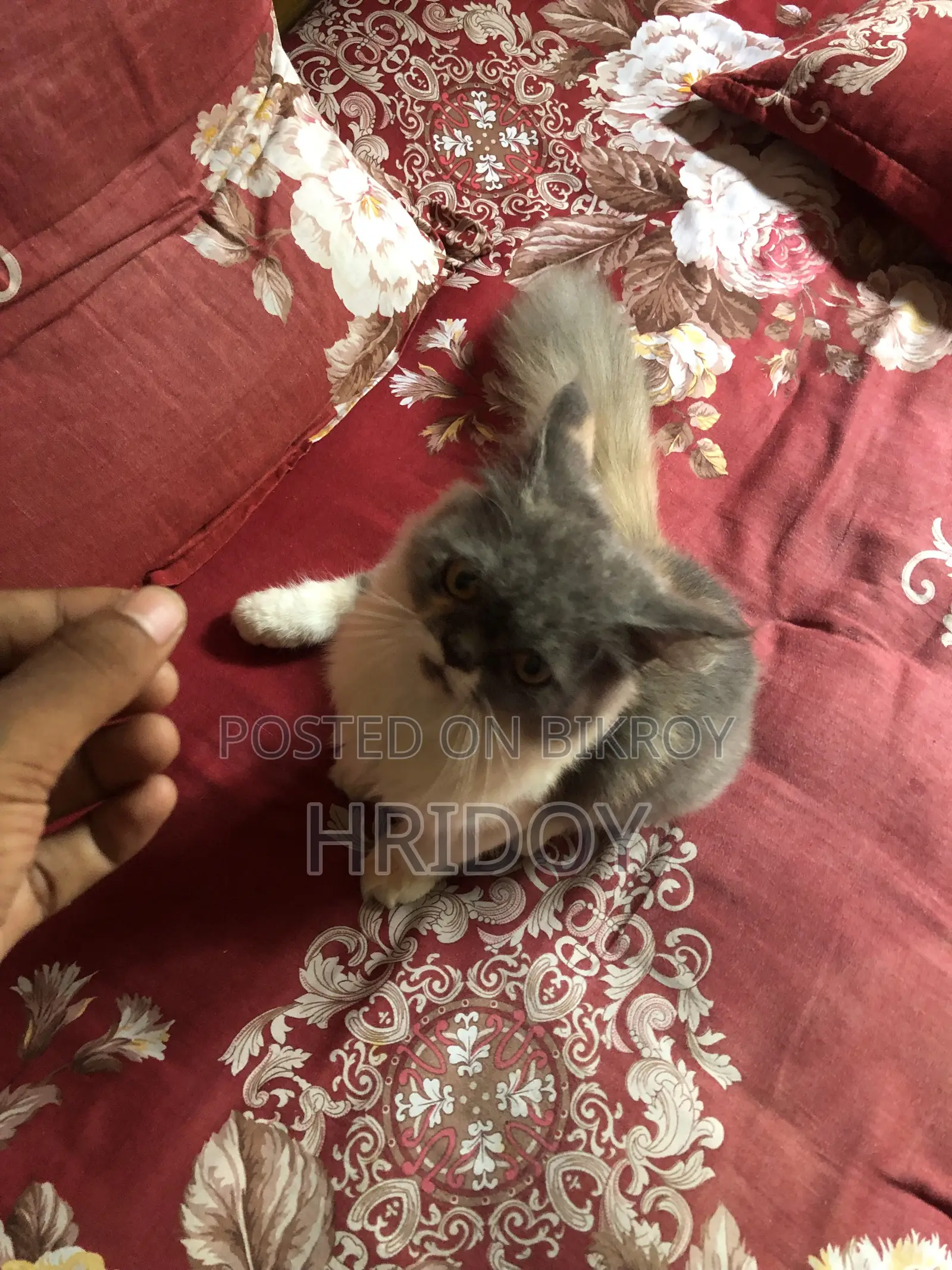 1-3 Months Female Purebred Persian