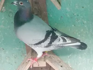 Racer Pigeon