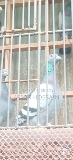 রেসার পায়রা