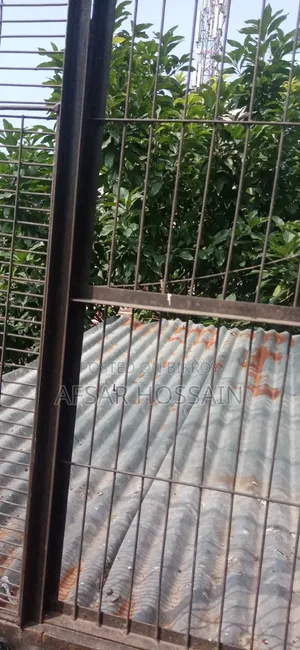 রেসার পায়রা