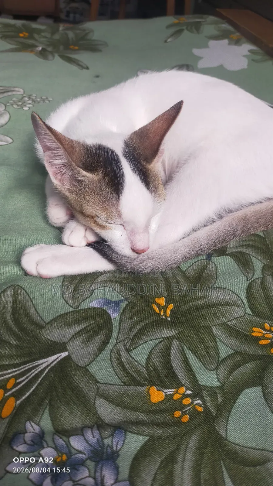 3-6 Months Female Purebred Bengal Cat