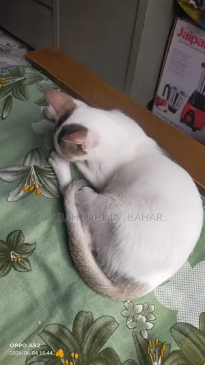 3-6 Months Female Purebred Bengal Cat
