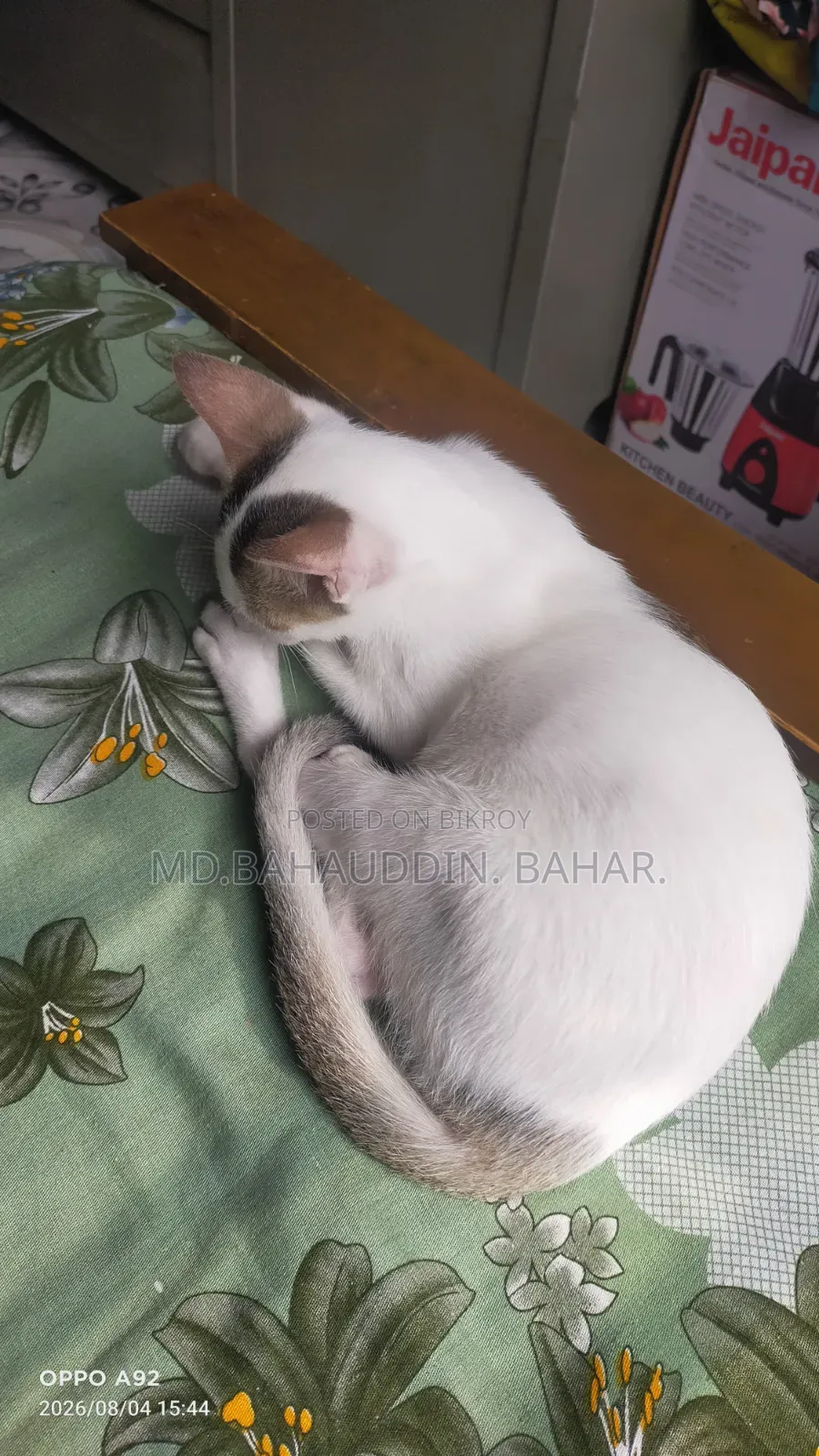 3-6 Months Female Purebred Bengal Cat