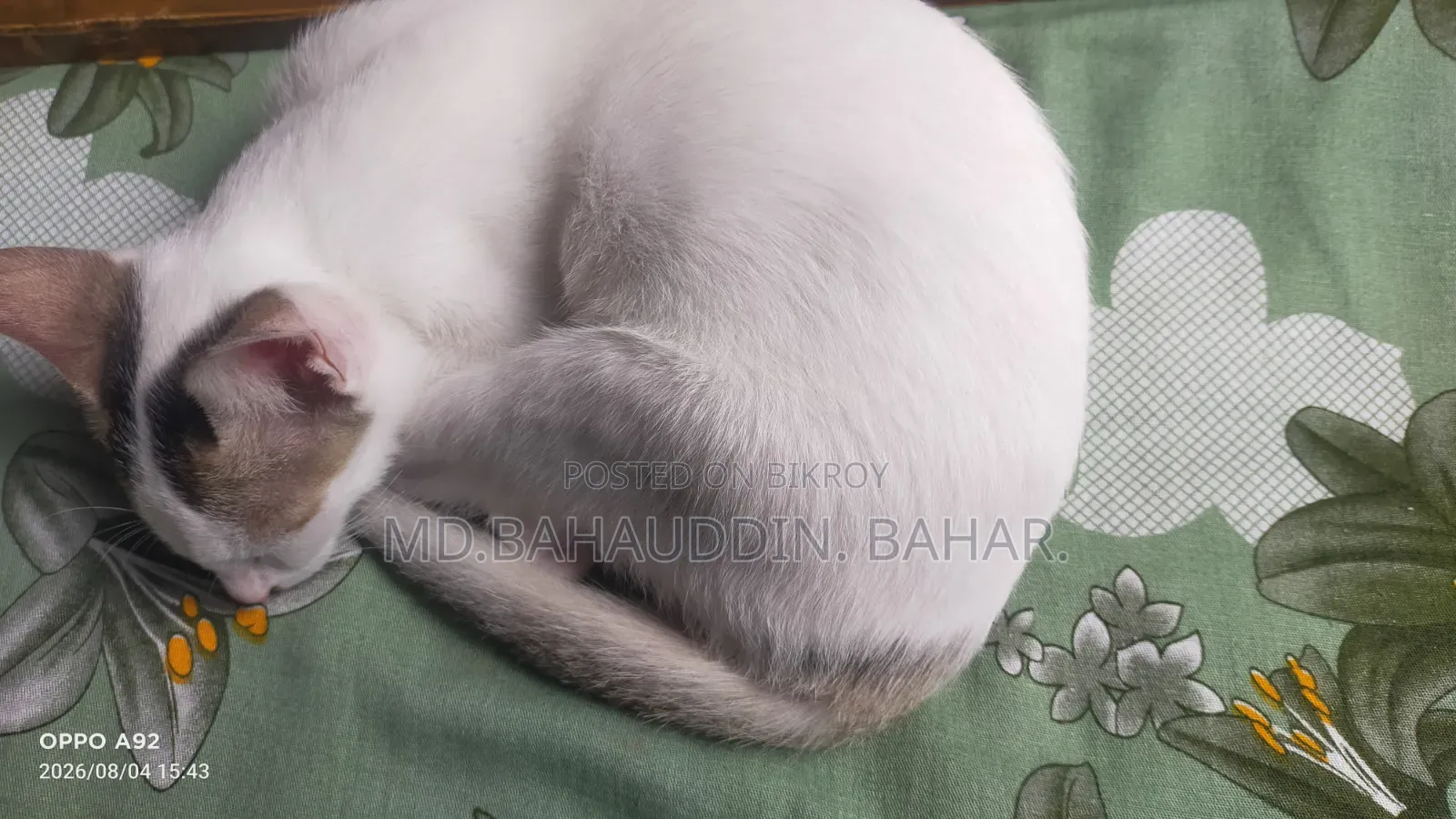3-6 Months Female Purebred Bengal Cat