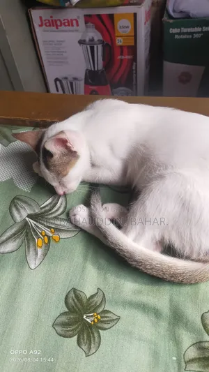 3-6 Months Female Purebred Bengal Cat