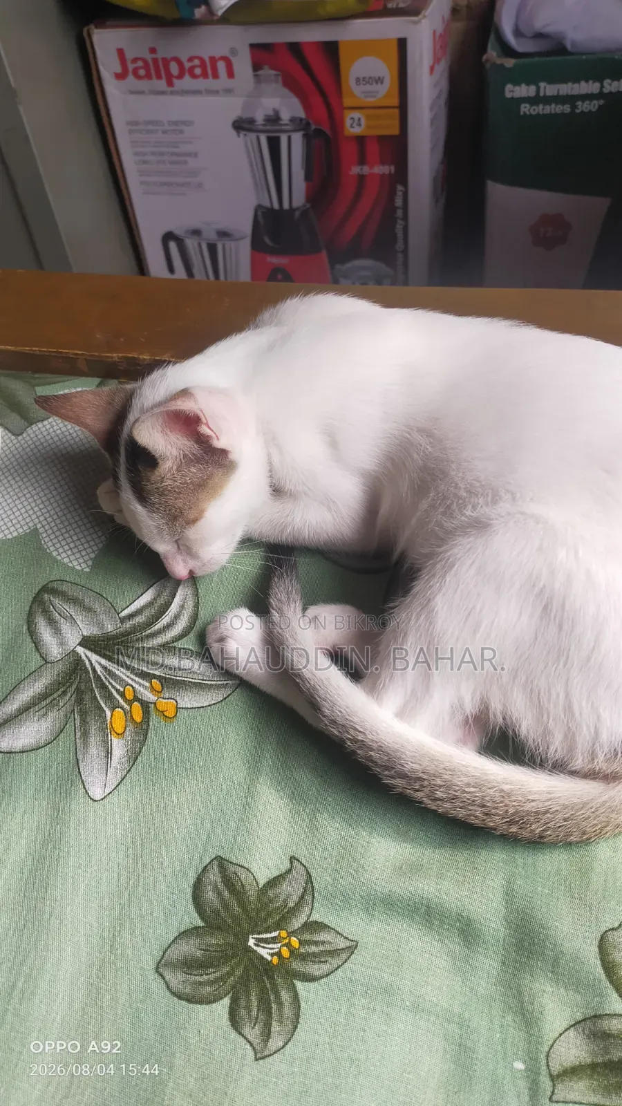 3-6 Months Female Purebred Bengal Cat