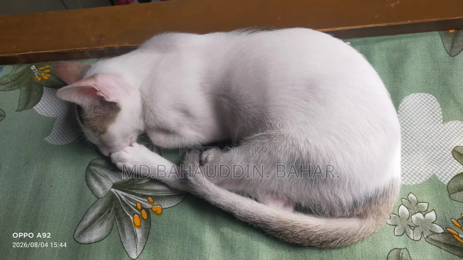 3-6 Months Female Purebred Bengal Cat