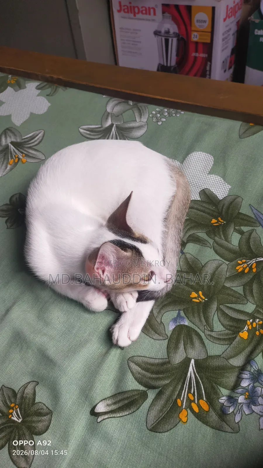 3-6 Months Female Purebred Bengal Cat