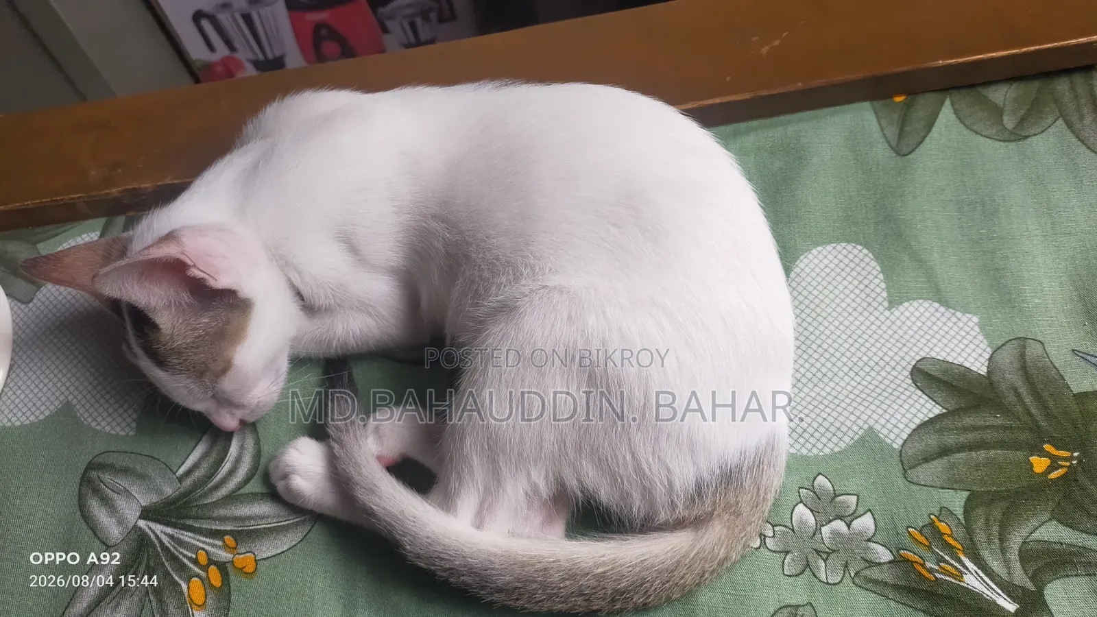 3-6 Months Female Purebred Bengal Cat