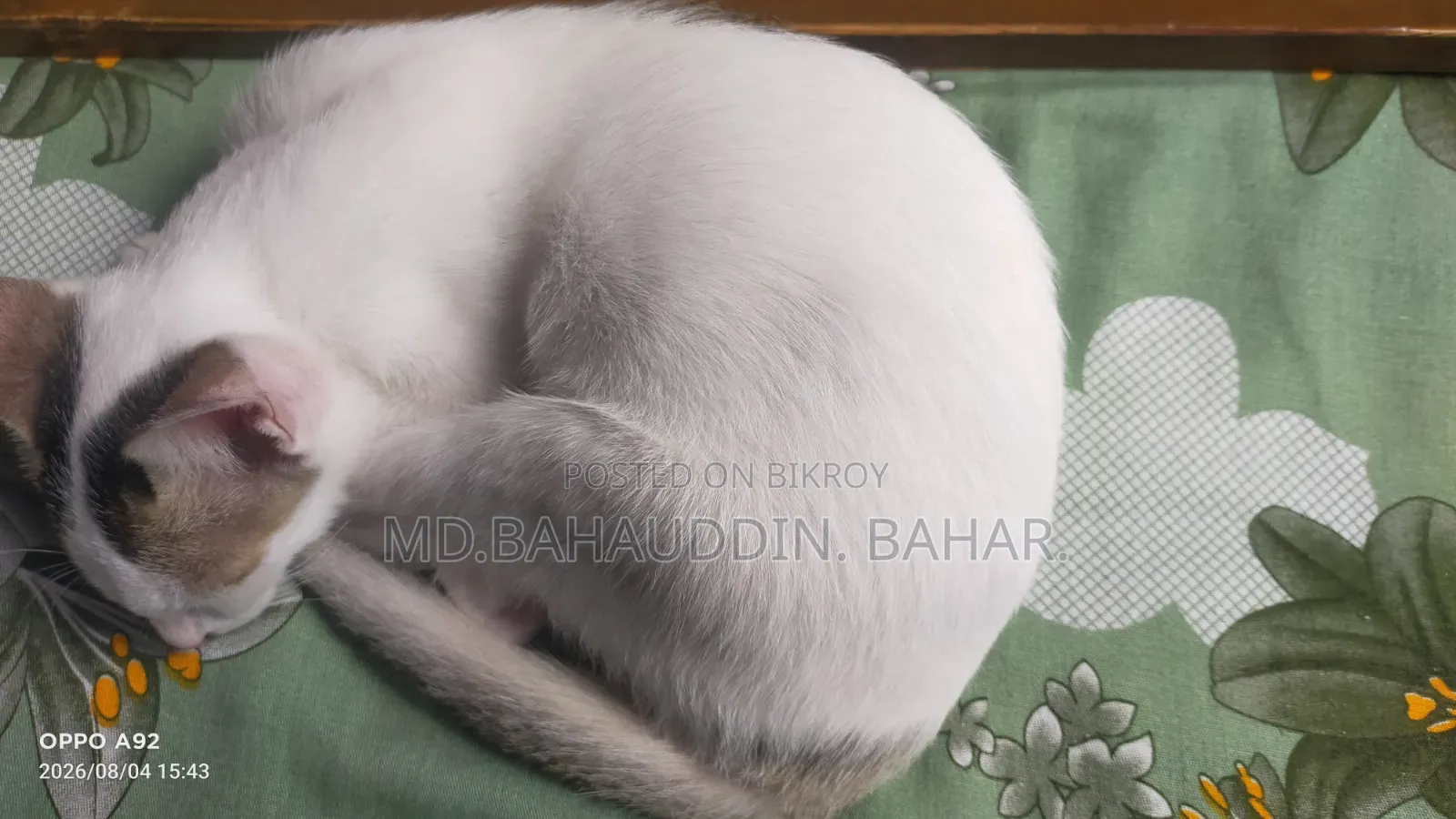3-6 Months Female Purebred Bengal Cat