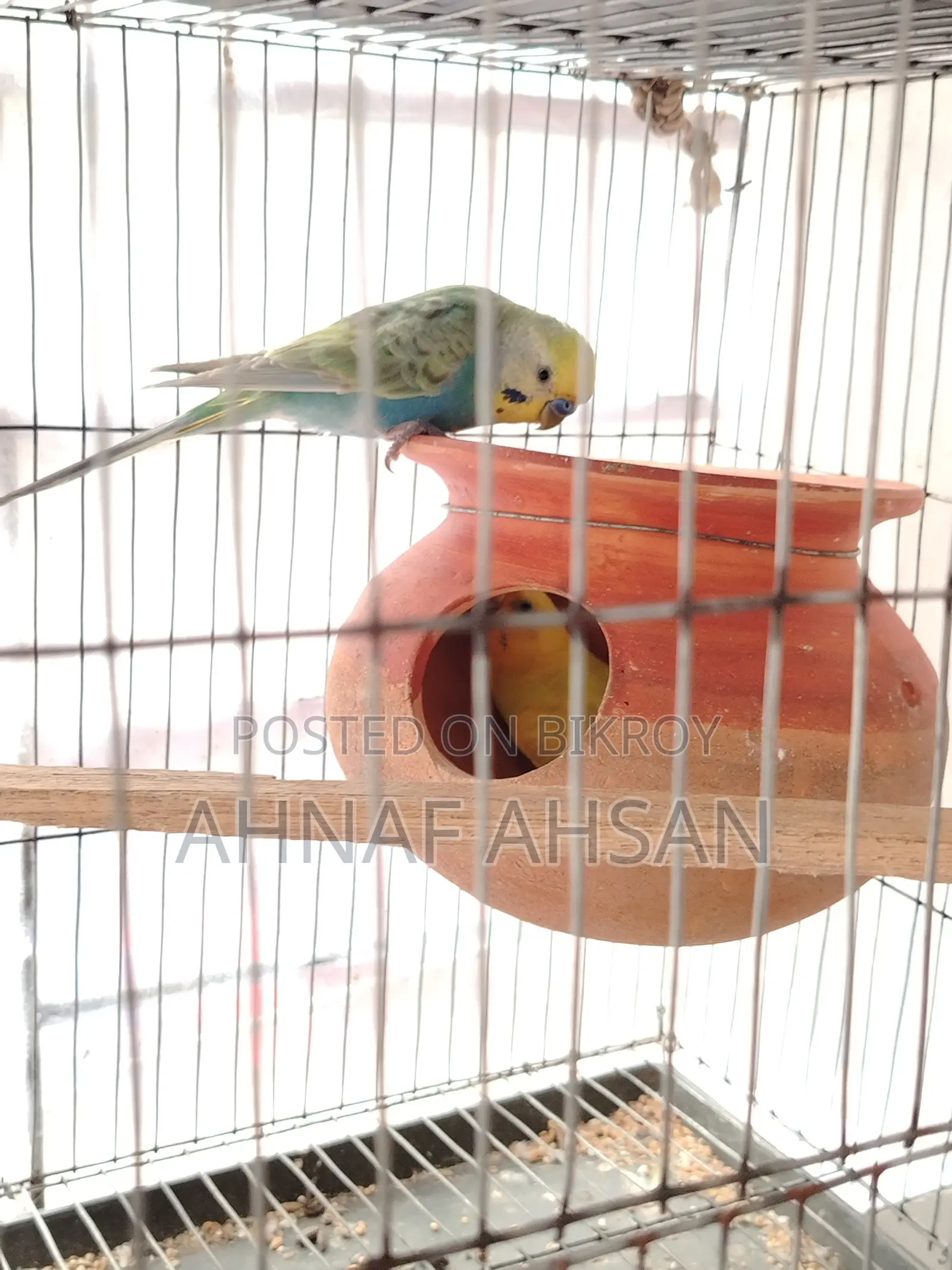 ১ জোড়া বাজিগর পাখি