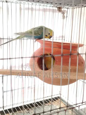 ১ জোড়া বাজিগর পাখি