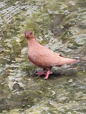 Bombai Pigeon Squabs