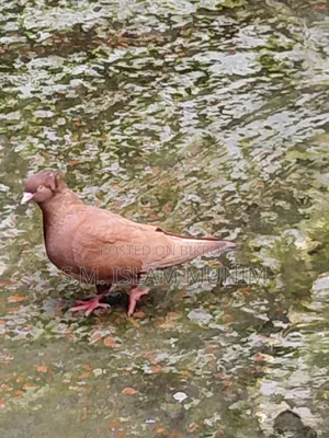 বোম্বাই কবুতরের বাচ্চা