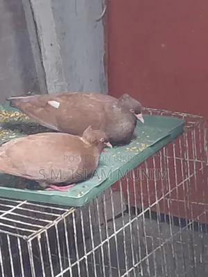 বোম্বাই কবুতরের বাচ্চা