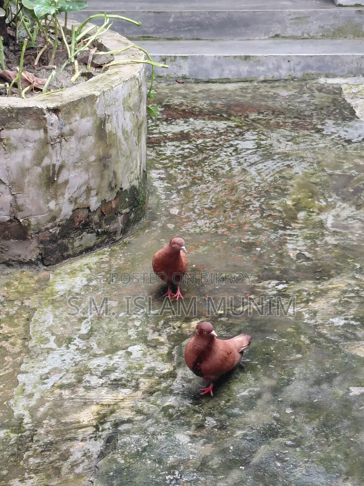 বোম্বাই কবুতরের বাচ্চা