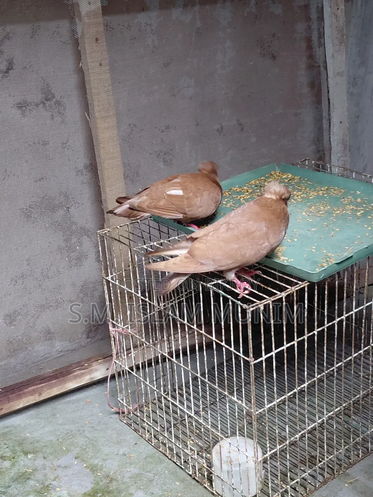 বোম্বাই কবুতরের বাচ্চা