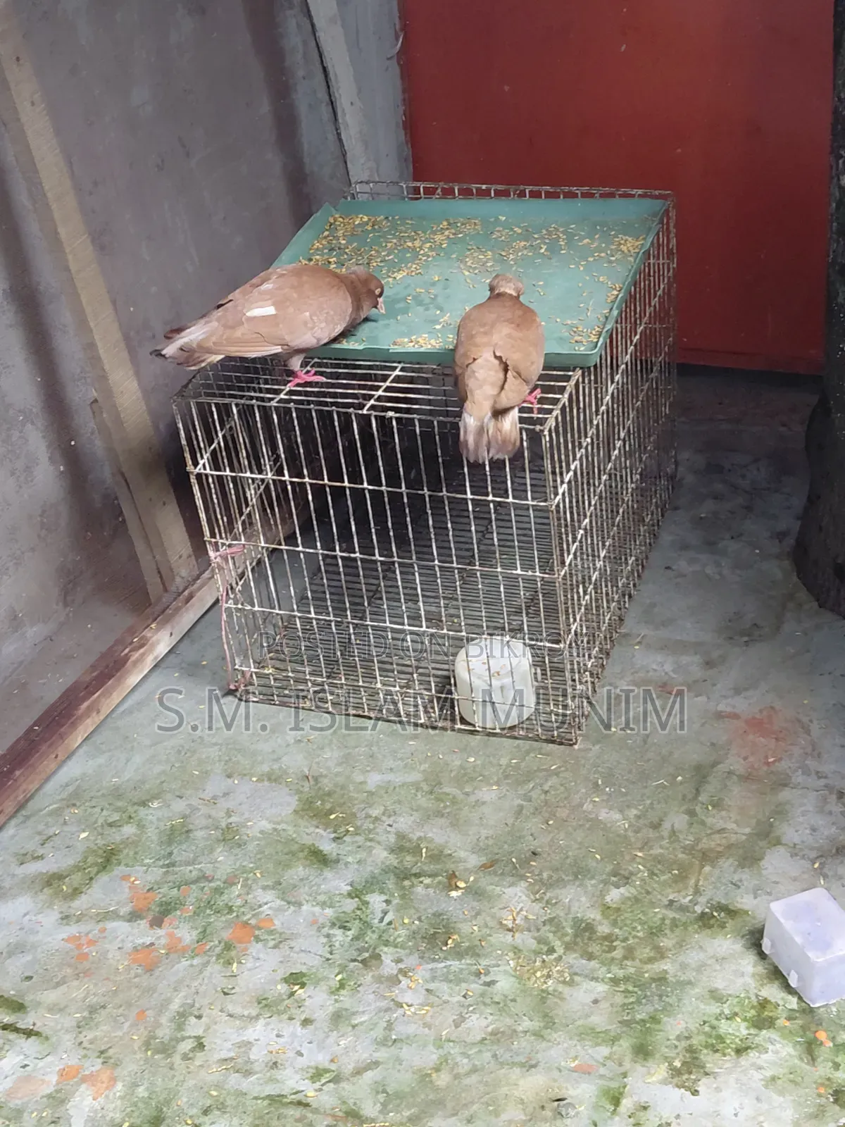 বোম্বাই কবুতরের বাচ্চা