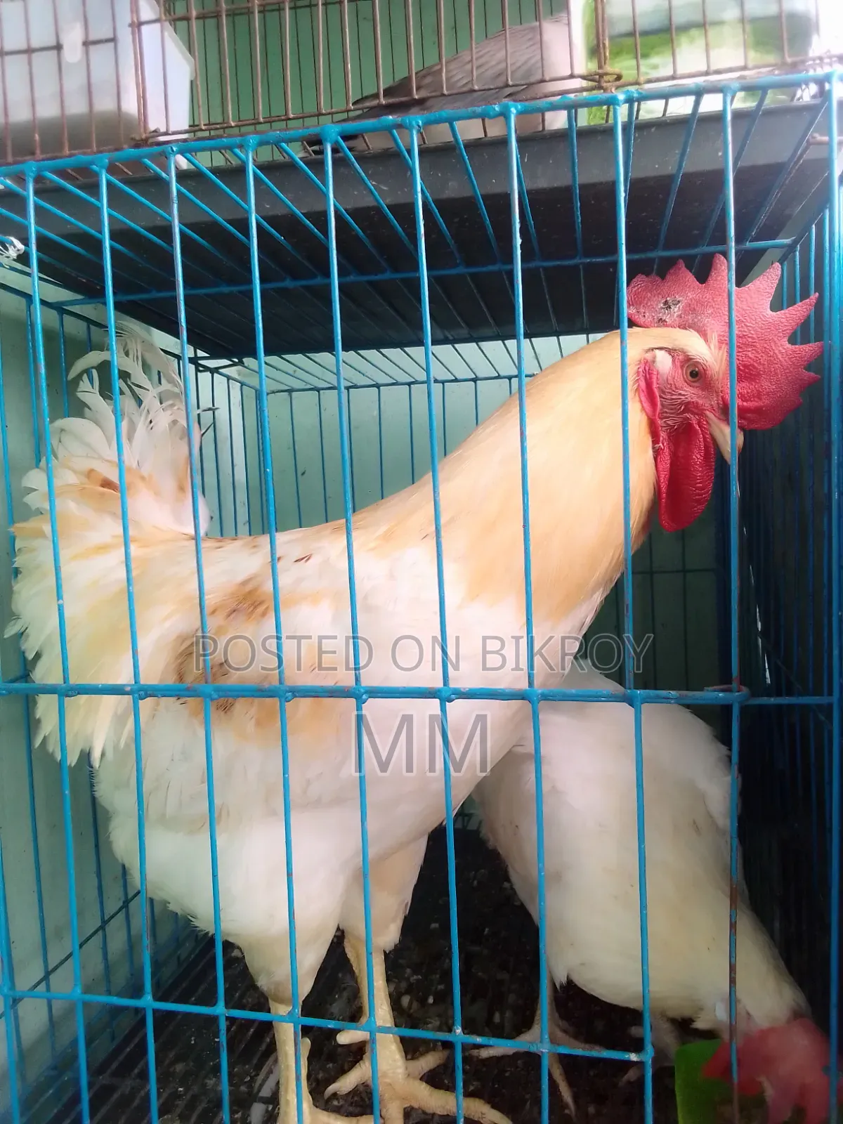 Desi Rooster for Sale