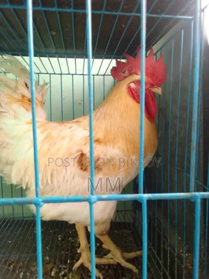 Desi Rooster for Sale