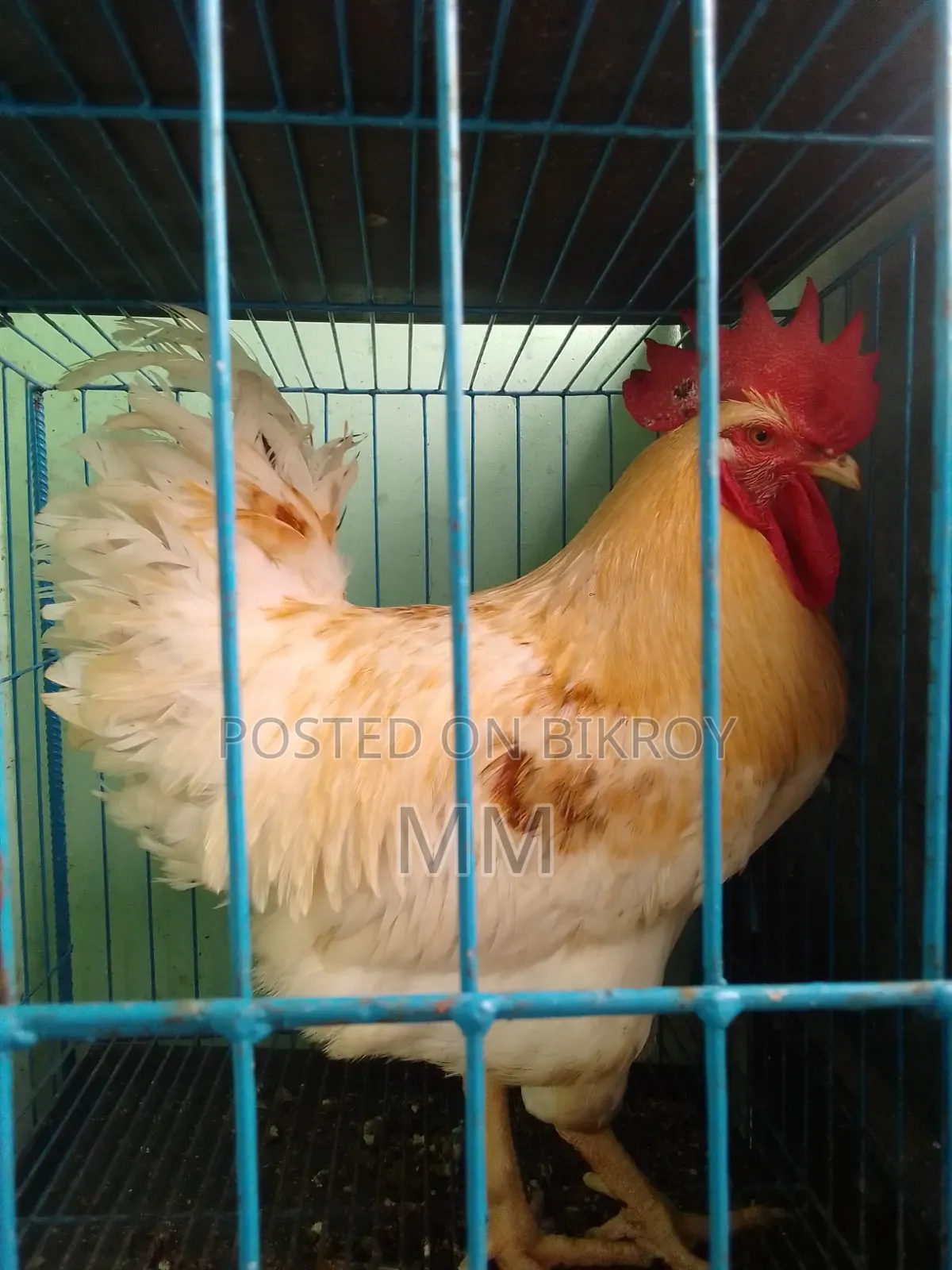 Desi Rooster for Sale