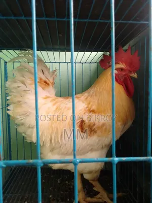 Desi Rooster for Sale