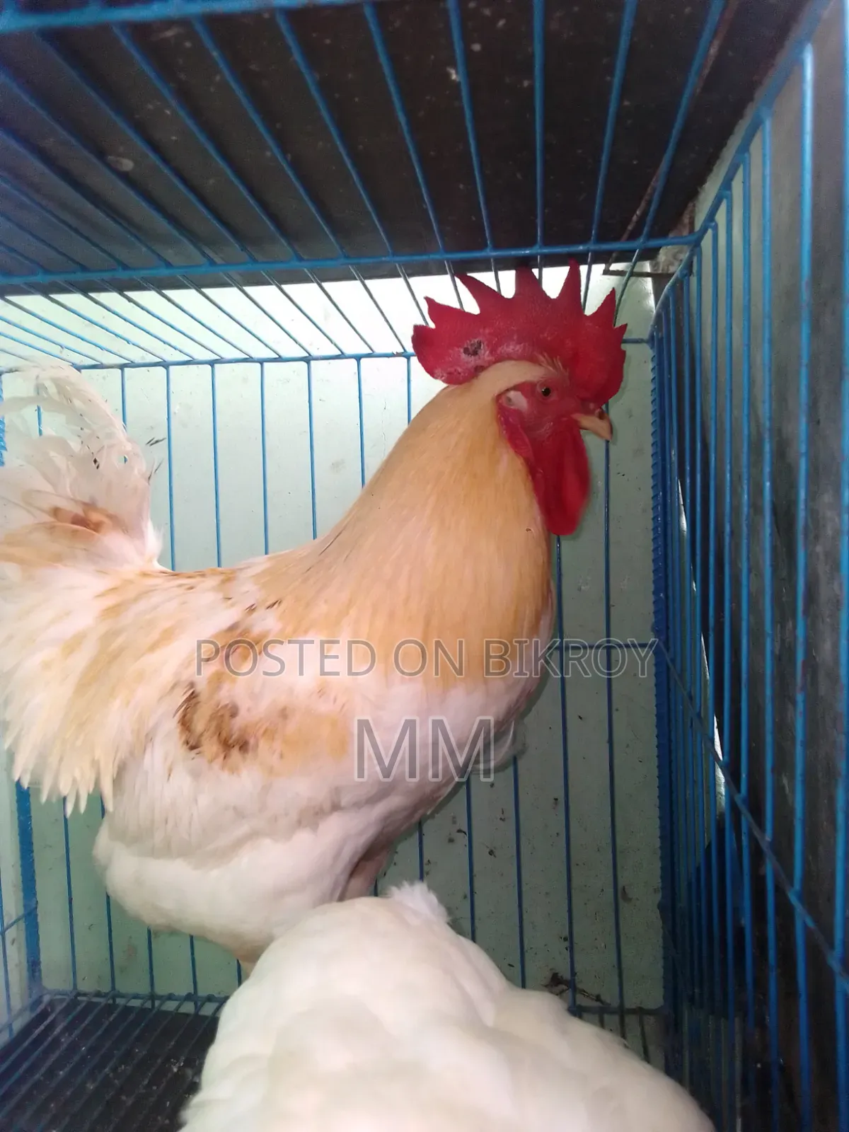 Desi Rooster for Sale
