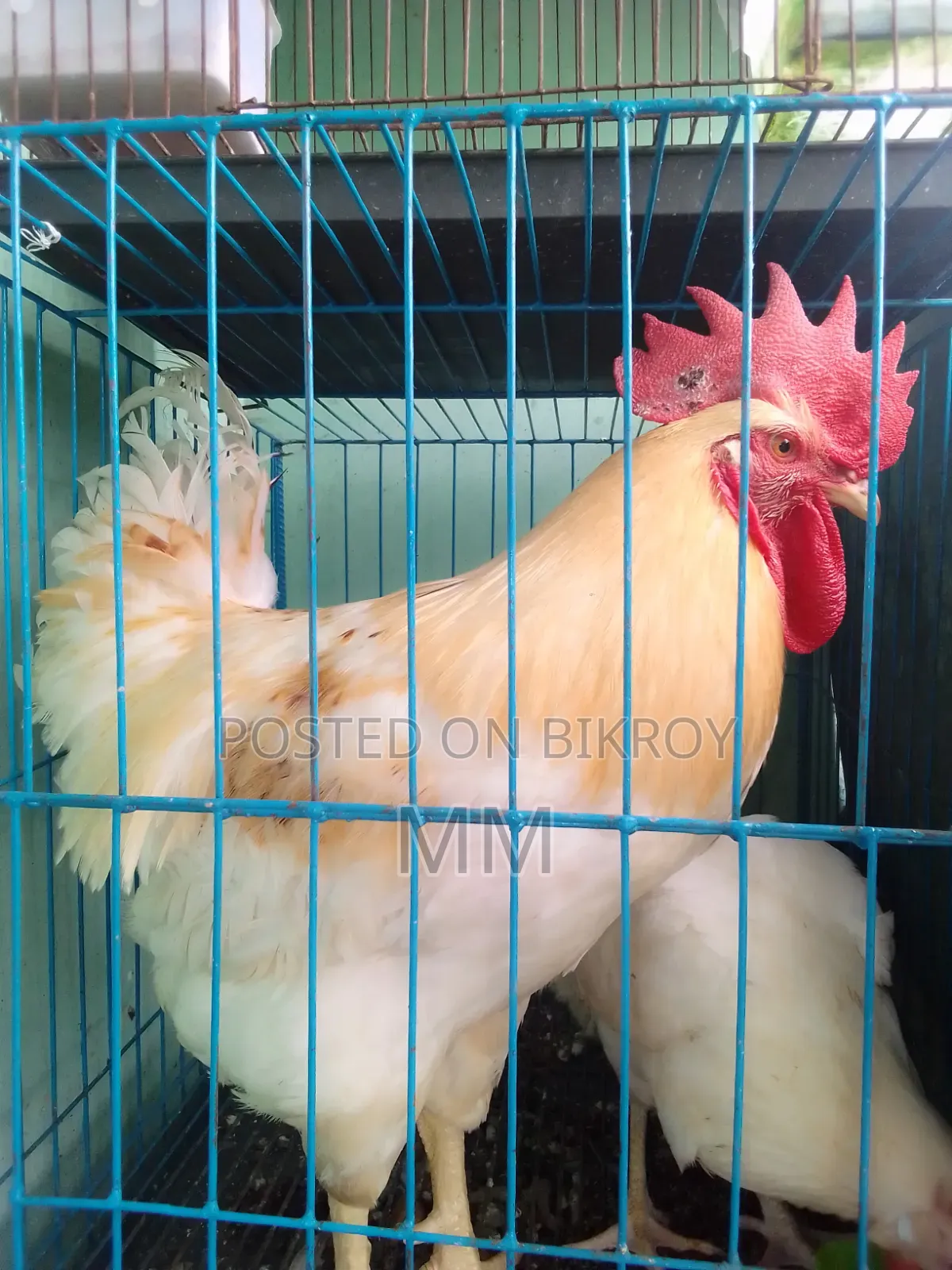 Desi Rooster for Sale