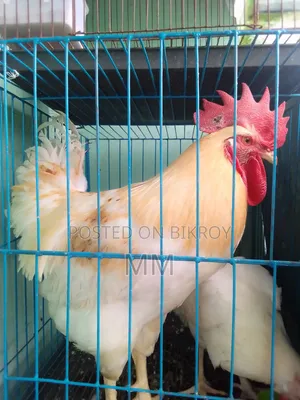 Desi Rooster for Sale