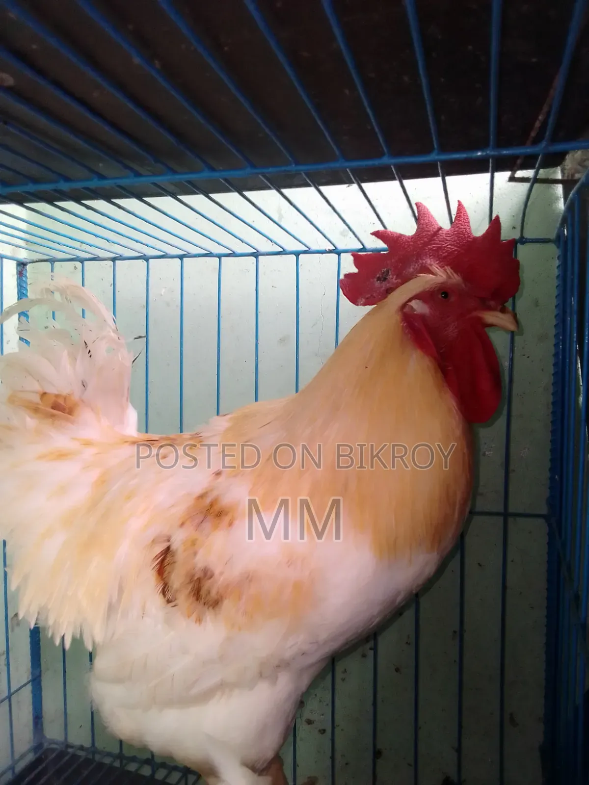 Desi Rooster for Sale