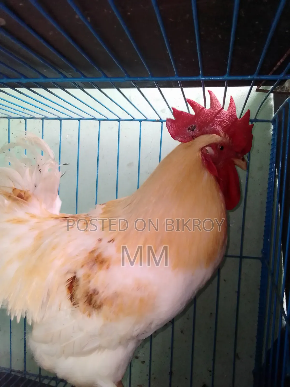 Desi Rooster for Sale