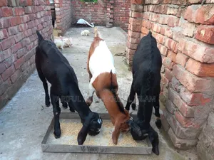 Some goats will be sold, a total of three goats will be sold