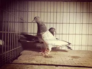 Golden 1 Pair Pigeon Trusted