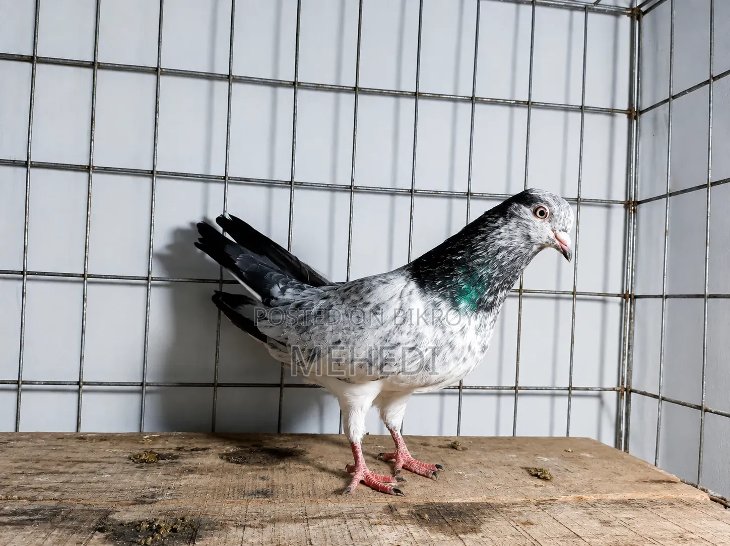 Golden 1 Pair Pigeon Trusted