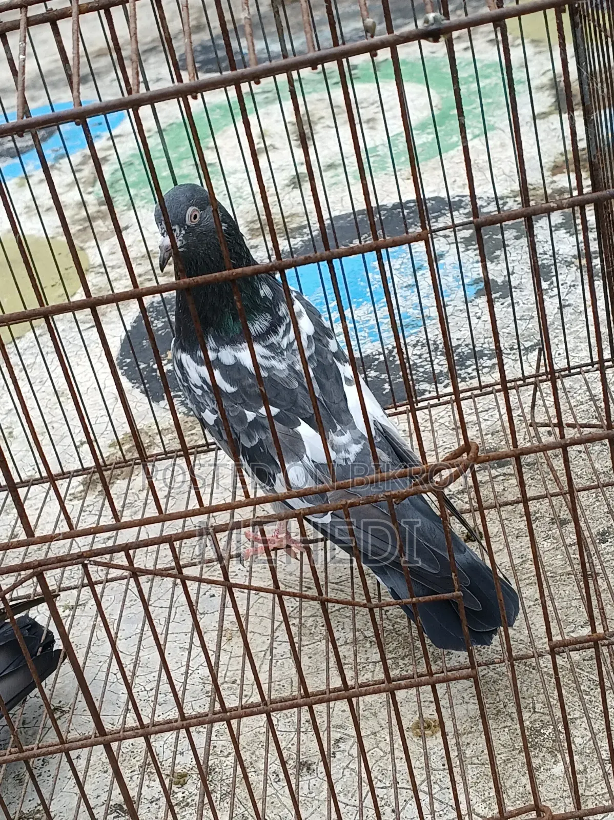 Golden 1 Pair Pigeon Trusted