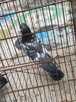 Golden 1 Pair Pigeon Trusted