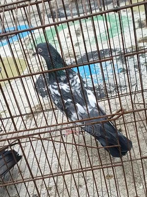 Golden 1 Pair Pigeon Trusted
