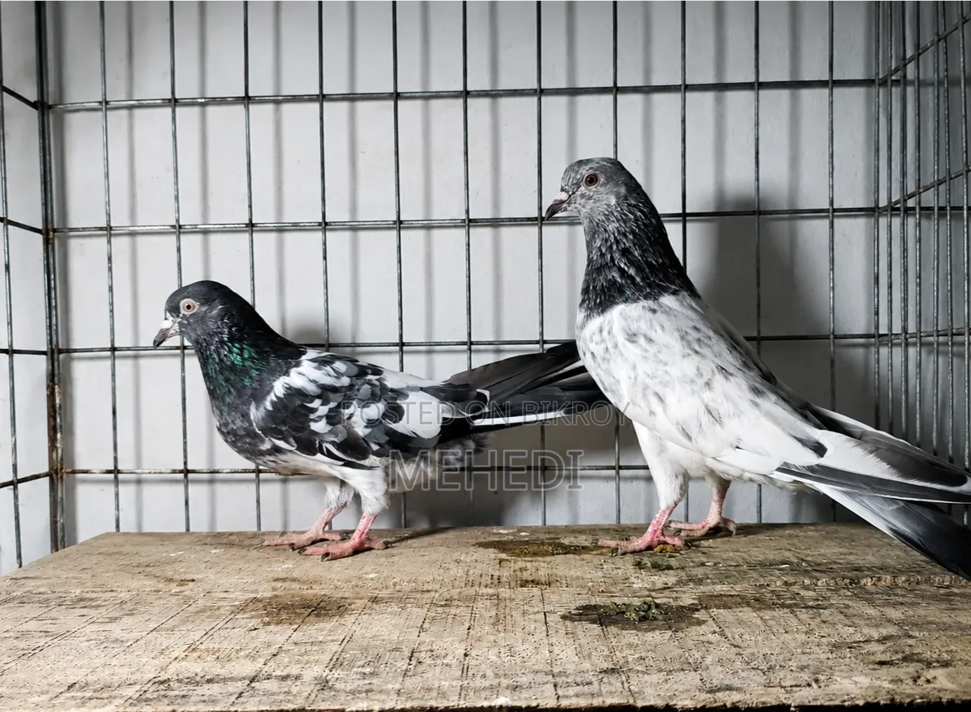 Golden 1 Pair Pigeon Trusted