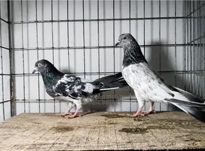 Golden 1 Pair Pigeon Trusted