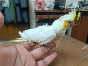 Cockatiel Baby Bird Tame Size