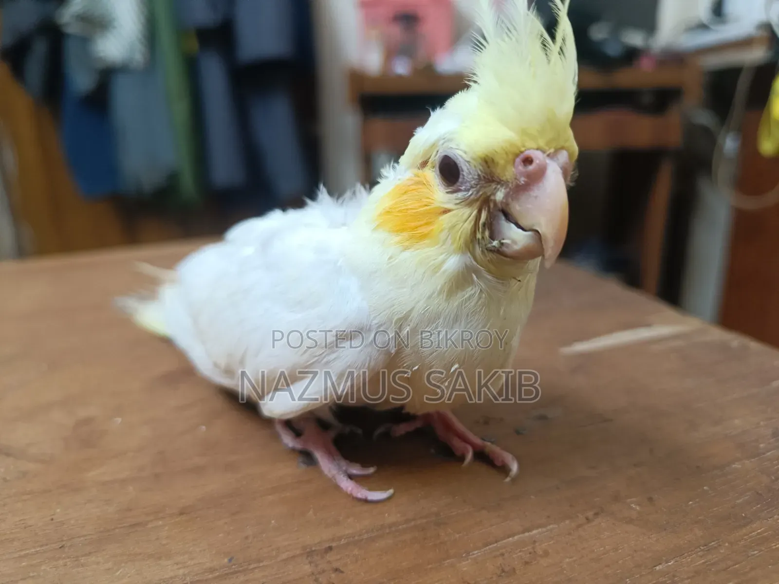 Cockatiel Baby Bird Tame Size