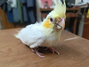 Cockatiel Baby Bird Tame Size