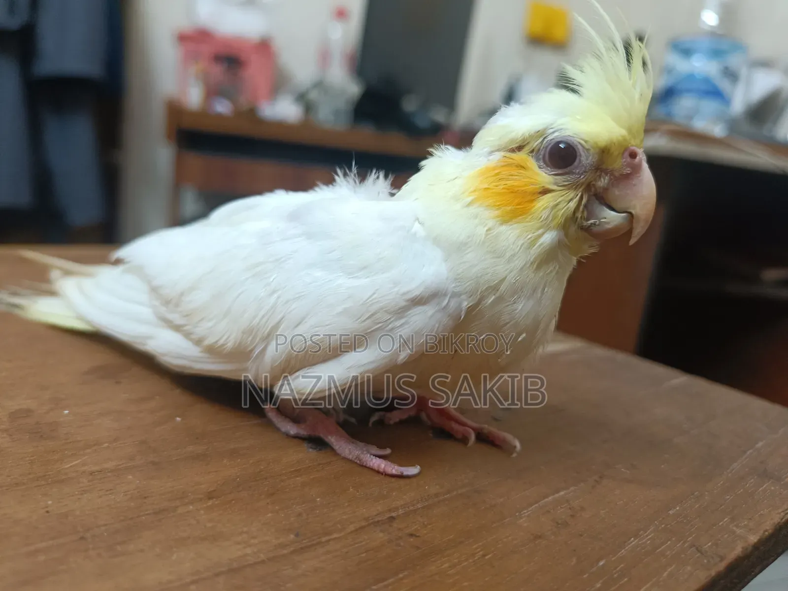 Cockatiel Baby Bird Tame Size