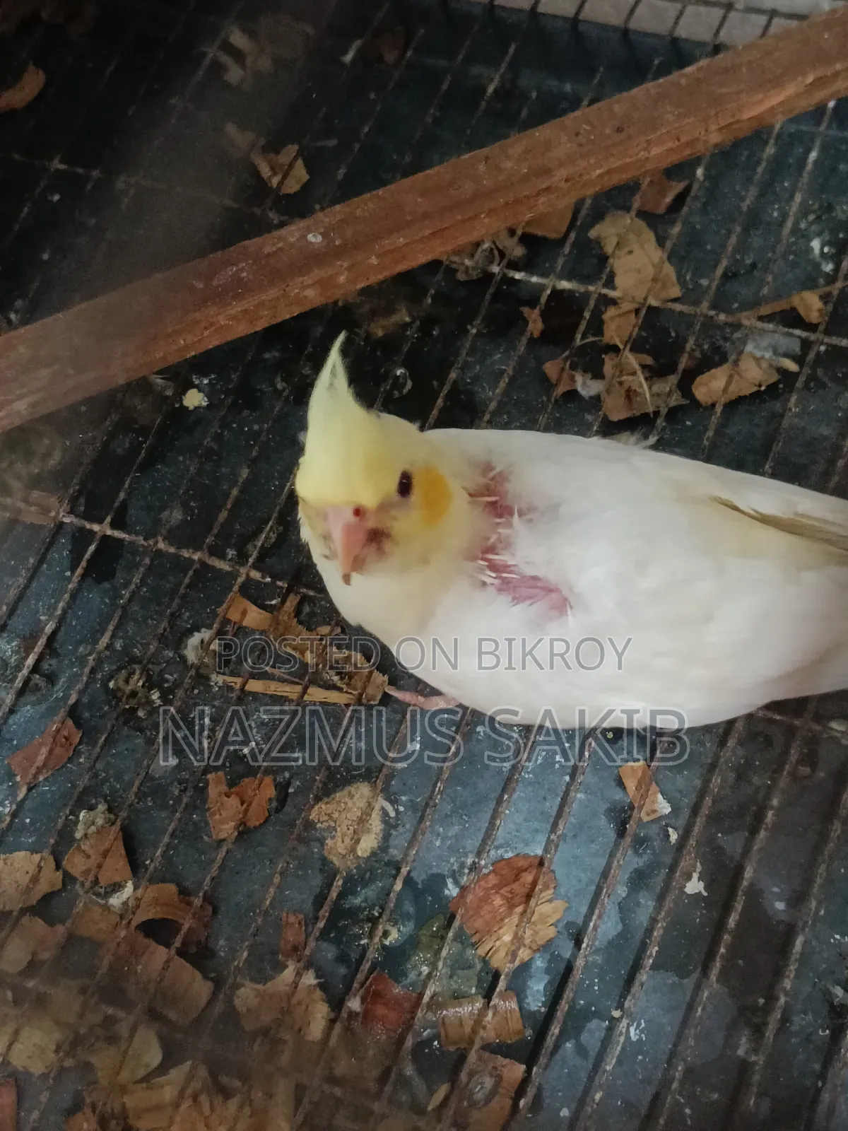 Cockatiel Baby Bird Tame Size