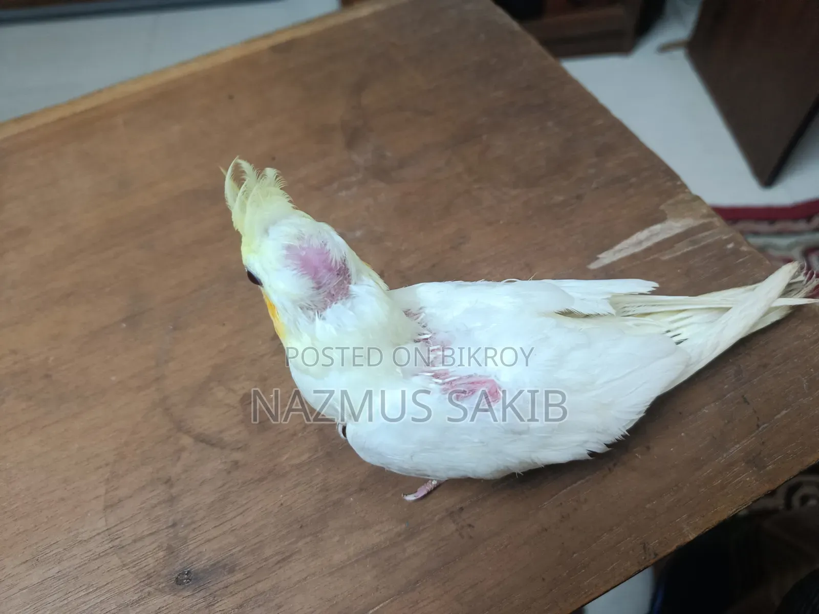 Cockatiel Baby Bird Tame Size